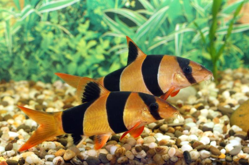 two chromobotia macracanthus in a tank
