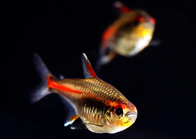 two glowlight tetra fish on black background