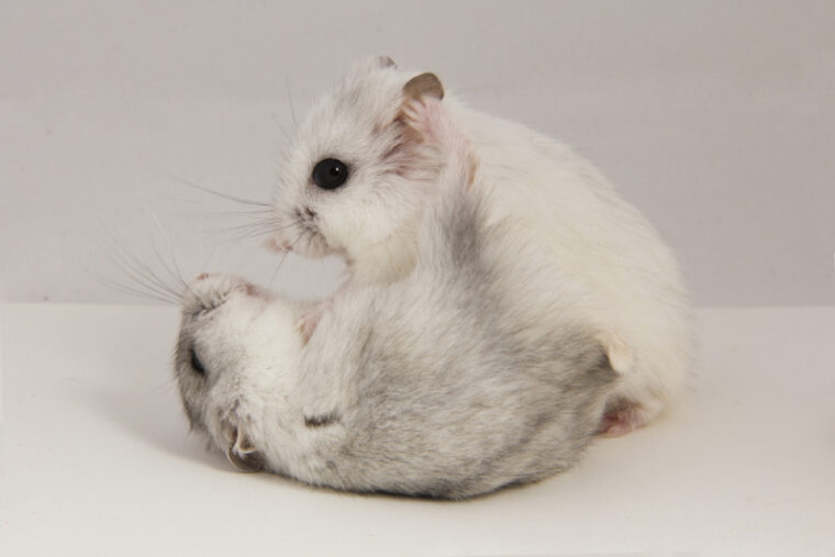 two hamsters fighting