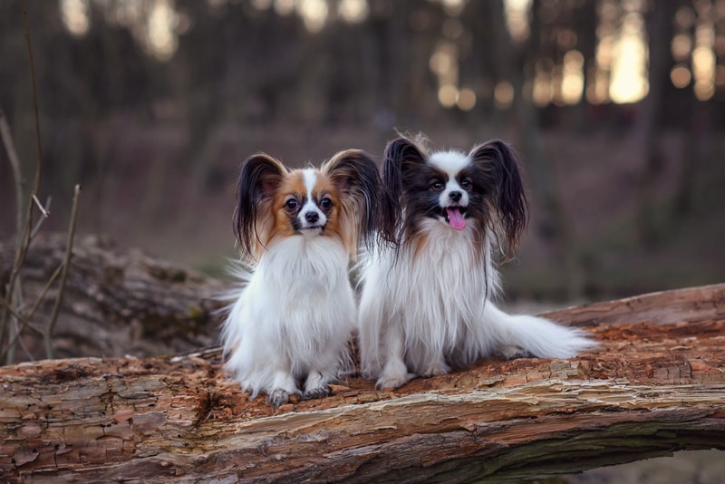two papillon dogs on the log