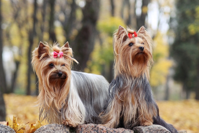 two yorkshire terrier dogs on a rock at a park