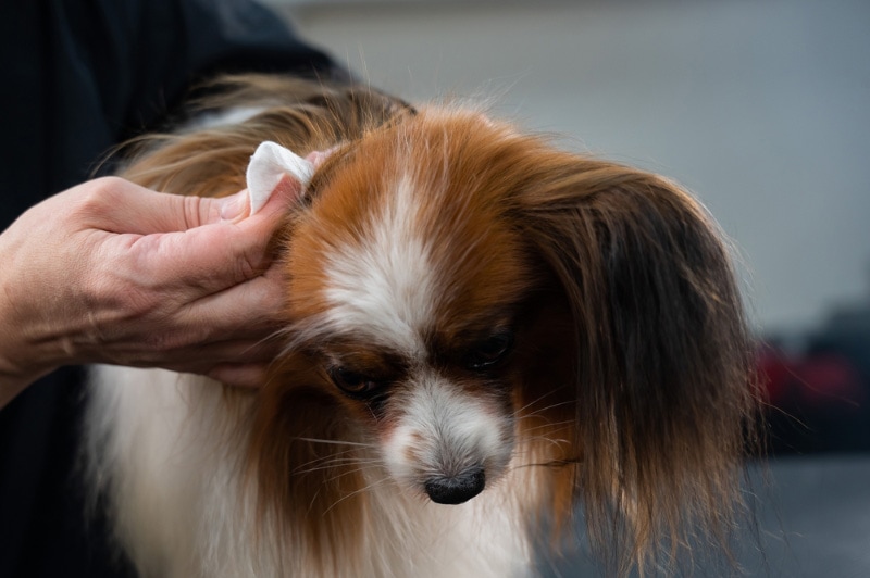 vet cleaning the ears of a papillon dog