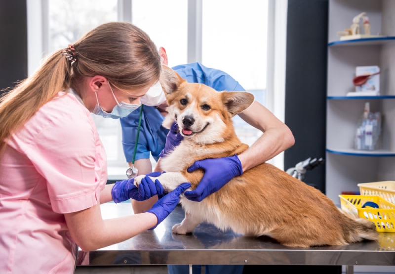 vet examines dog paw at clinic