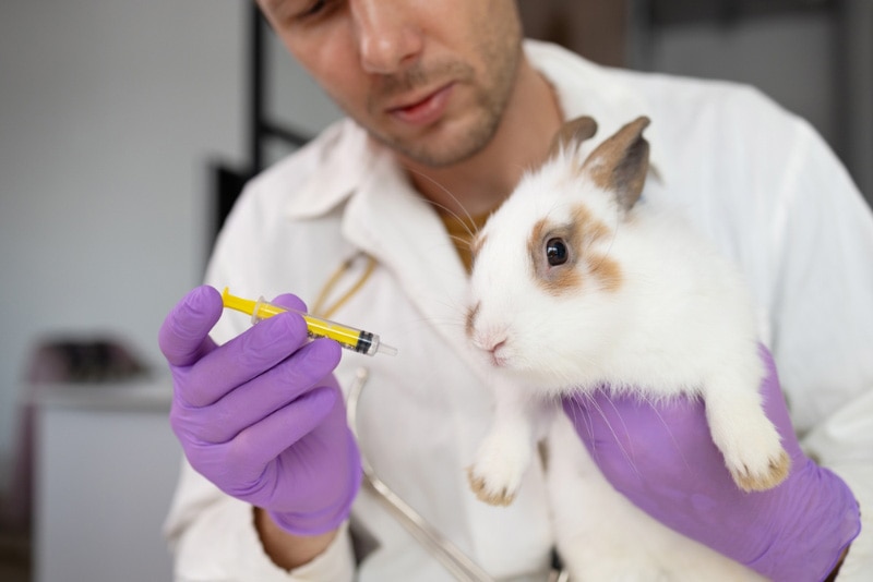 vet giving medication to a rabbit orally