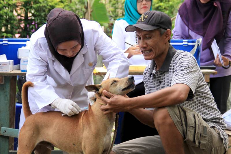 veterinarian injects rabies vaccination to a dog in free rabies vaccination activity for pets