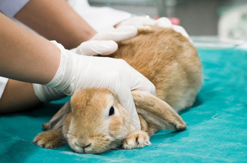vets checking up a rabbit