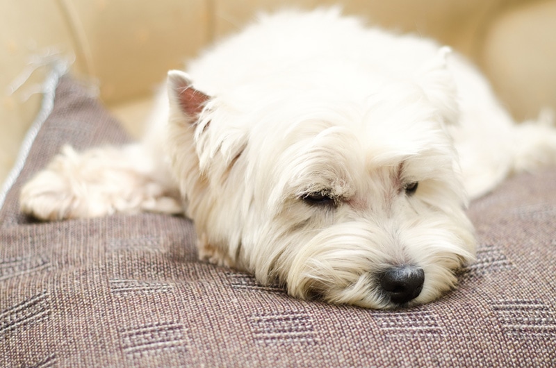 west highland white terrier lying at home dog sad