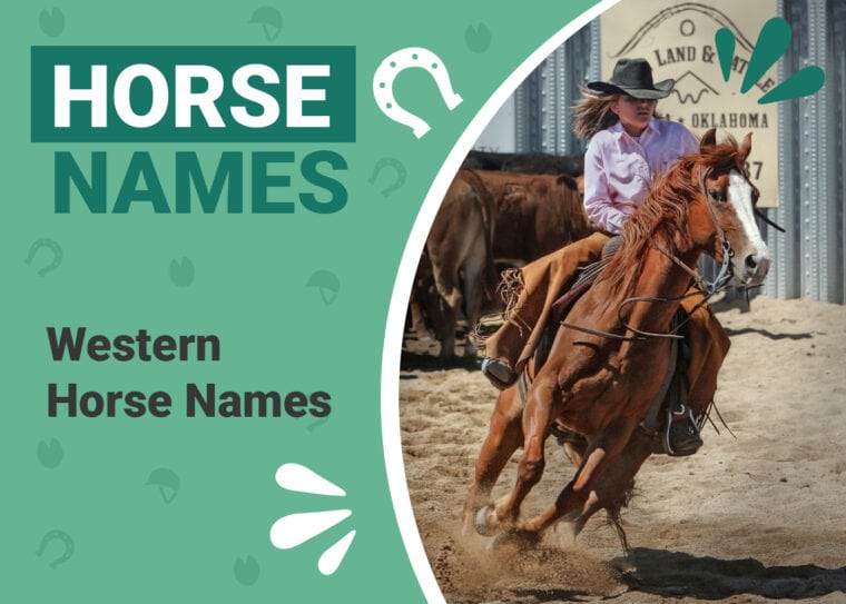 Western Horse Names