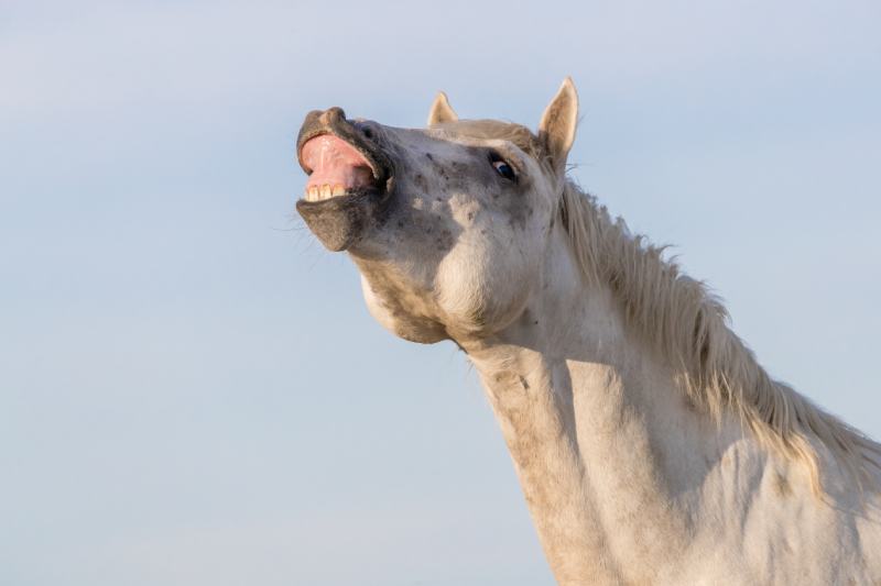 white Camargue stallion sniffing the air doing flehmen response