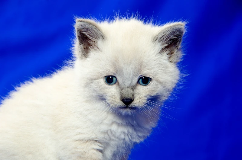 white american shorthair kitten cat on blue background