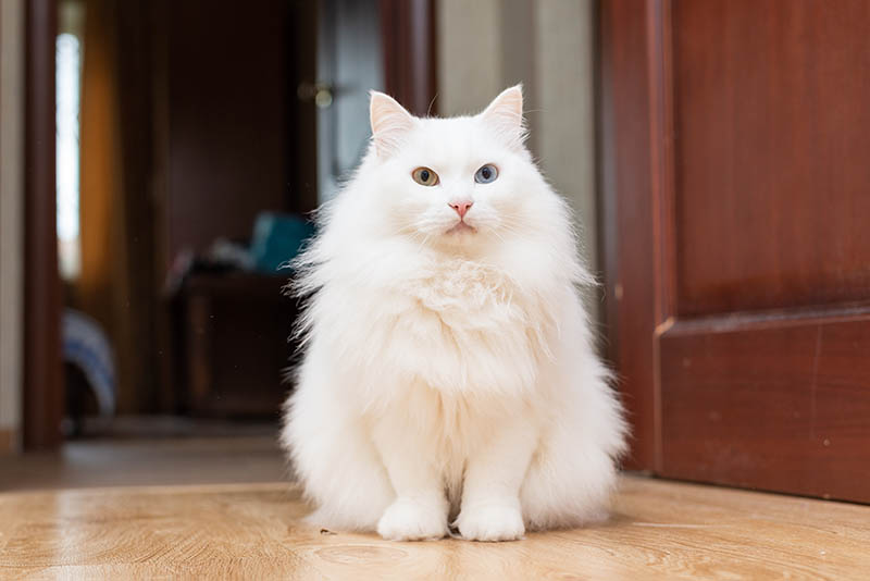White fluffy turkish angora cat sitting on the floor indoors