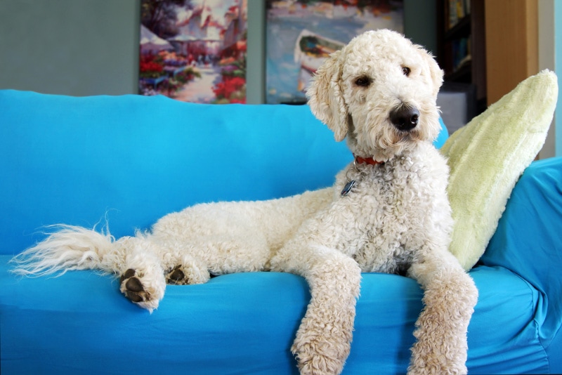 white goldendoodle dog lying on the couch