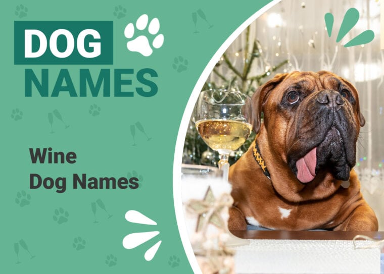Wine Names for Dogs