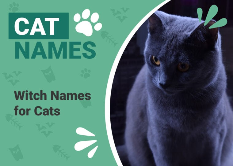 Witch Names for Cats