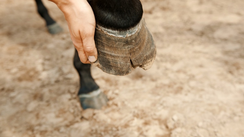 woman holding broken hoof of a black horse