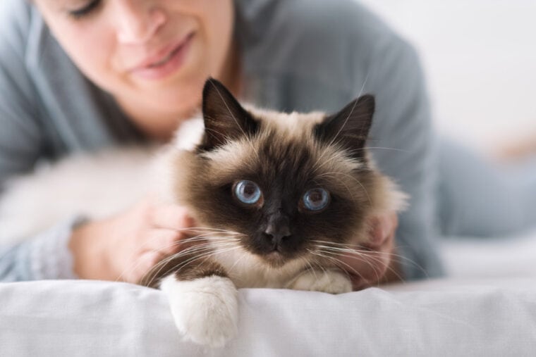 woman lying on the bed and cuddling her soft beautiful cat