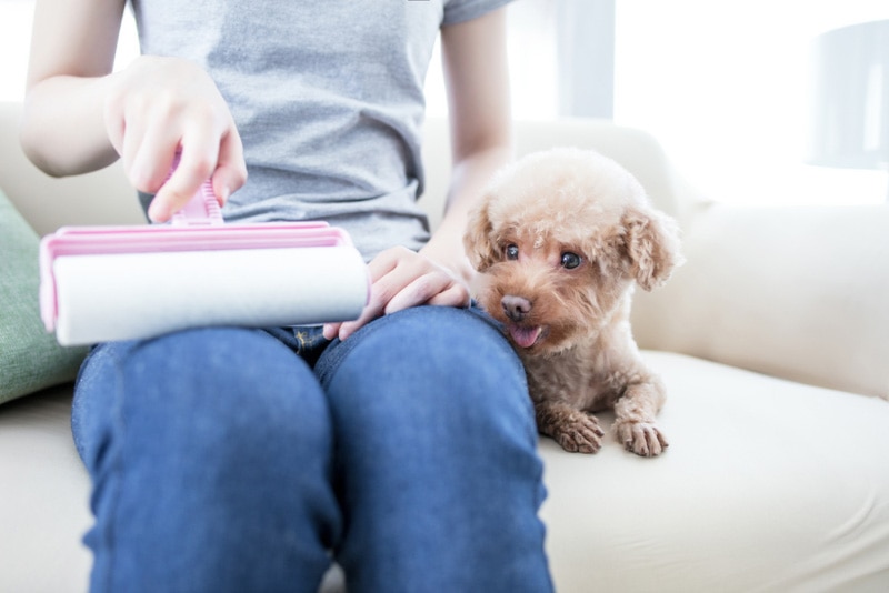 woman sitting next to her dog and using lint roller on her pants