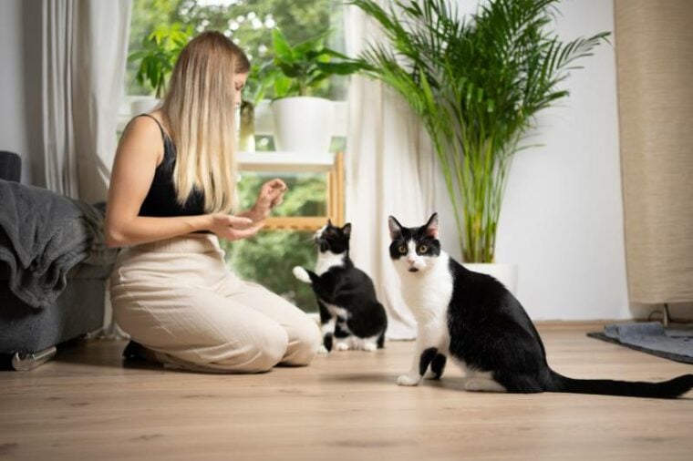 young blonde woman kneeling on the floor feeding one tuxedo cat while another cat is waiting