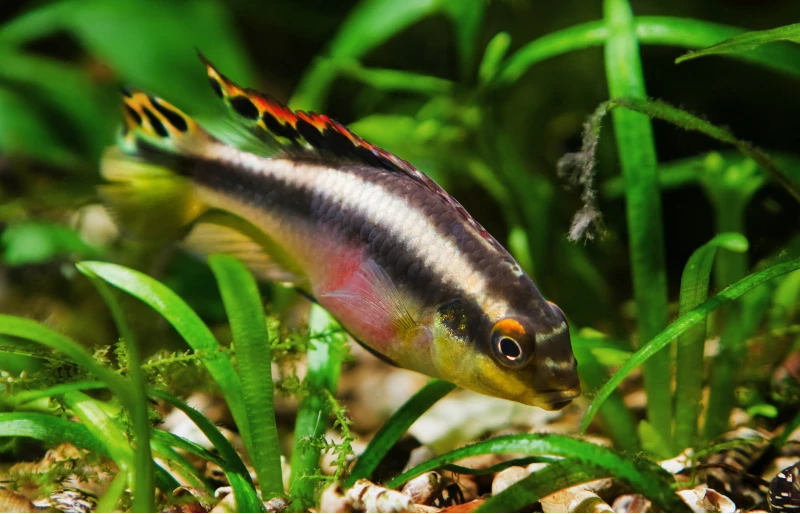young female common kribensis cichlid, endemic to the African river Congo