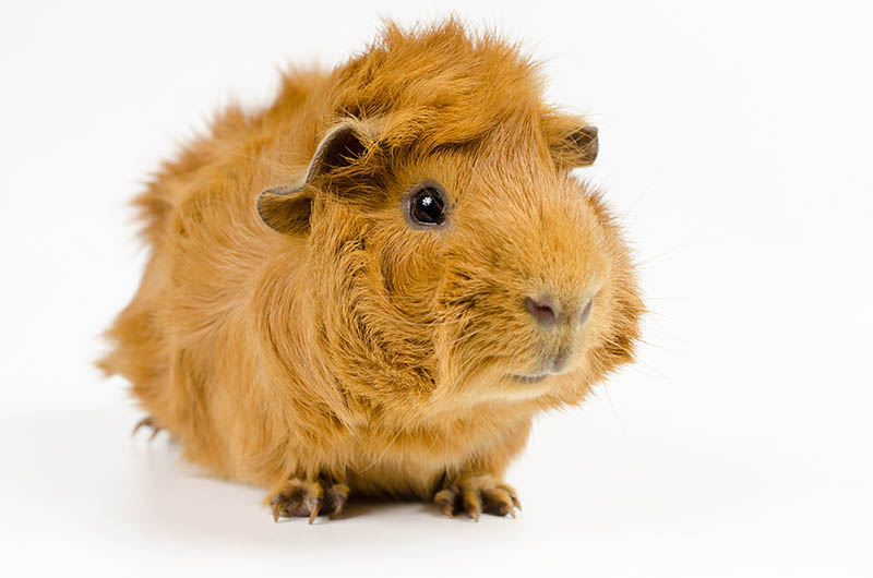 young short haired peruvian guinea pig