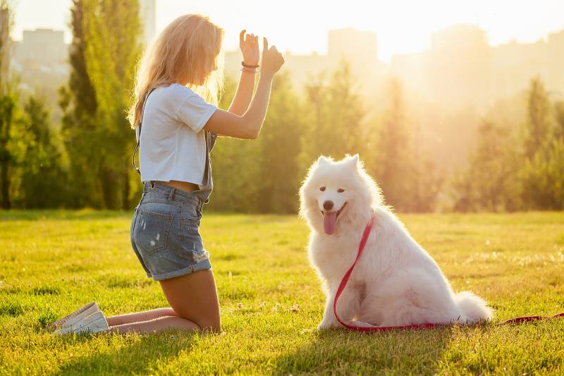 young woman in denim shorts are sitting at glass and training a white fluffy cute samoyed dog in the summer park