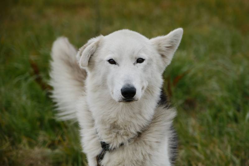 Alaskan husky dog with white muzzle and different ears