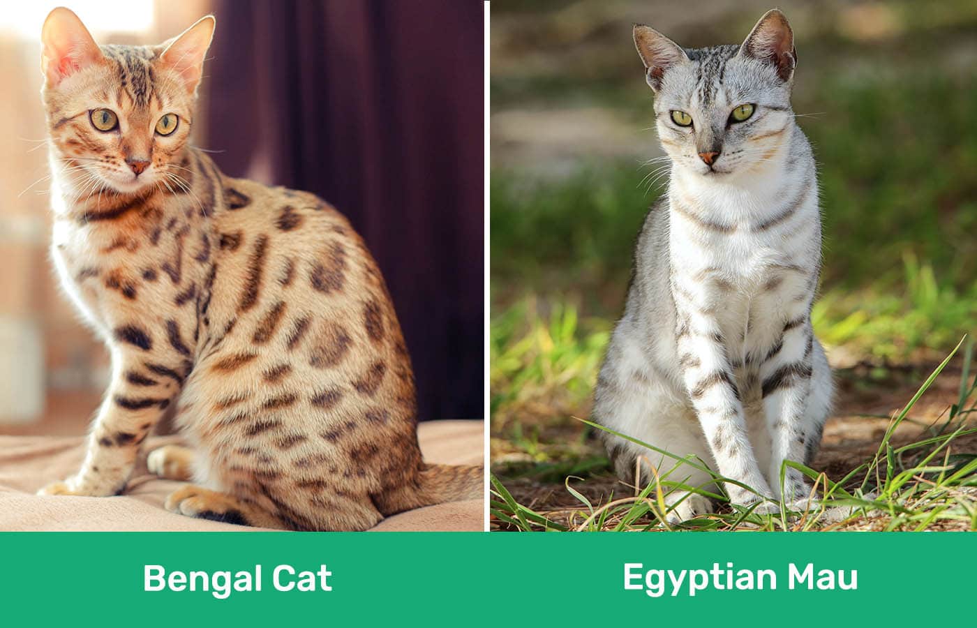 Bengal Cat vs Egyptian Mau side by side