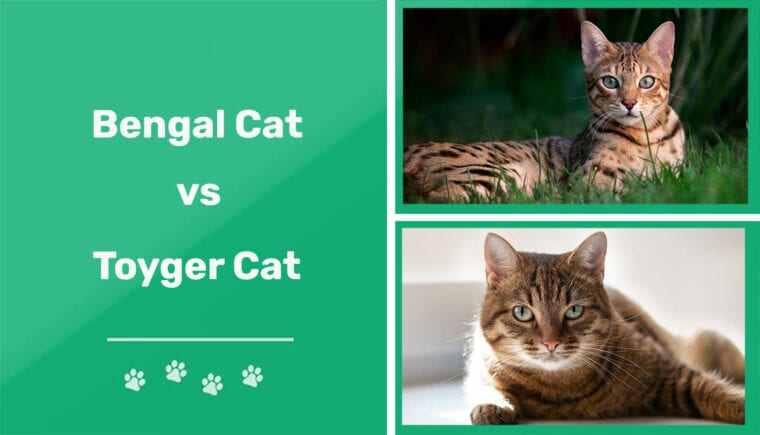 Gato de Bengala vs Gato Toyger