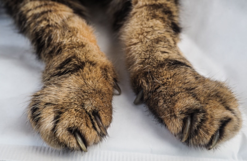 Cat arthritis seen in cat's paws
