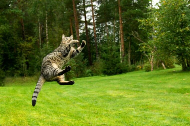 Cat jumping and playing on grass