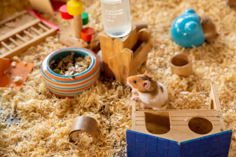 Fluffy Syrian Hamster with wooden hamster house in a cage