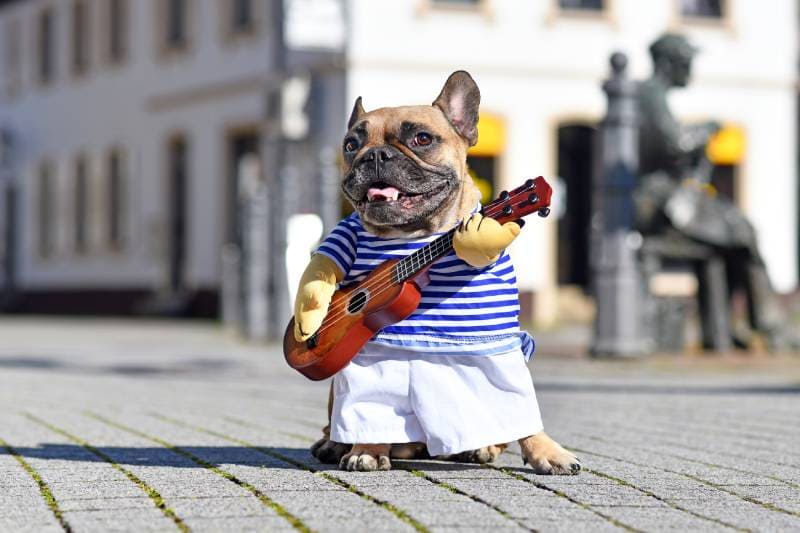 French Bulldog dog costume as a street performer musician