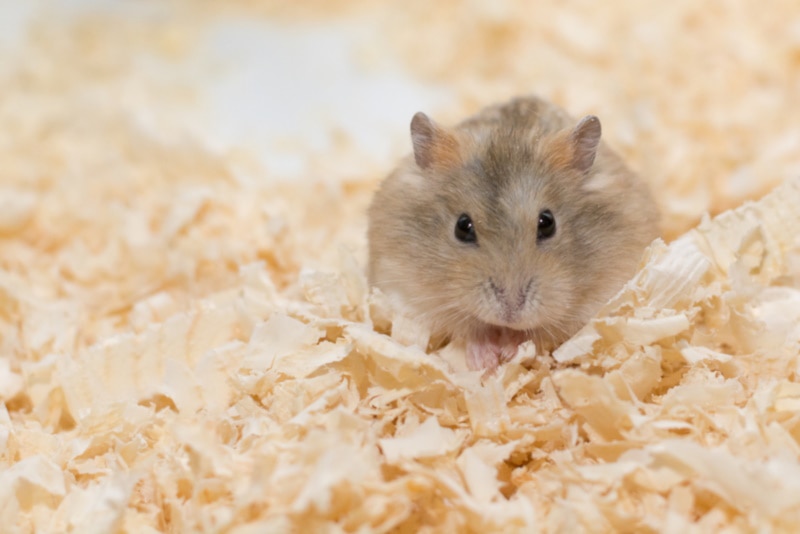 Hamster on clean bedding