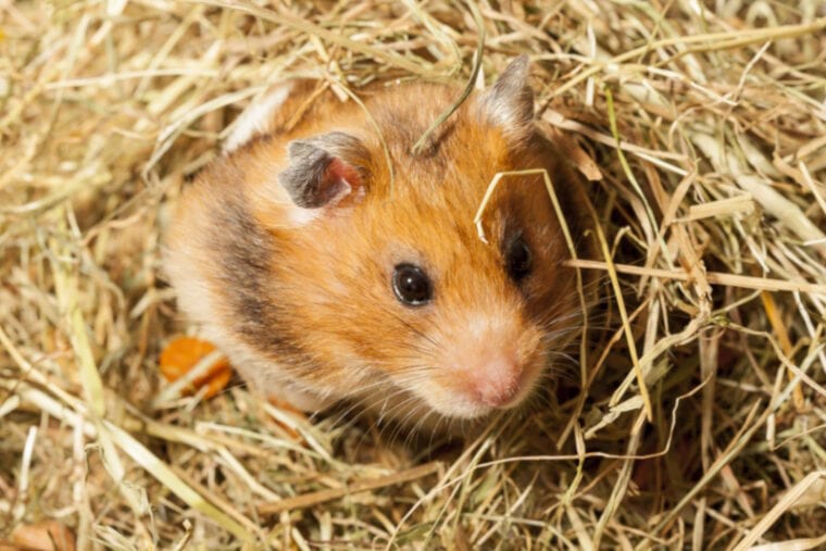 Hamster on fresh hay bedding