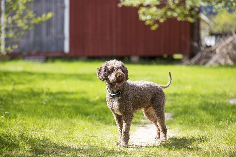 Lagotto Romagnolo dog standing in the yard on a sunny day