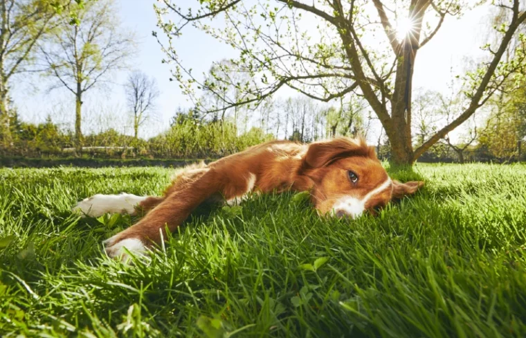 Nova Scotia Duck Tolling Retriever dog lying on the grass in the sun