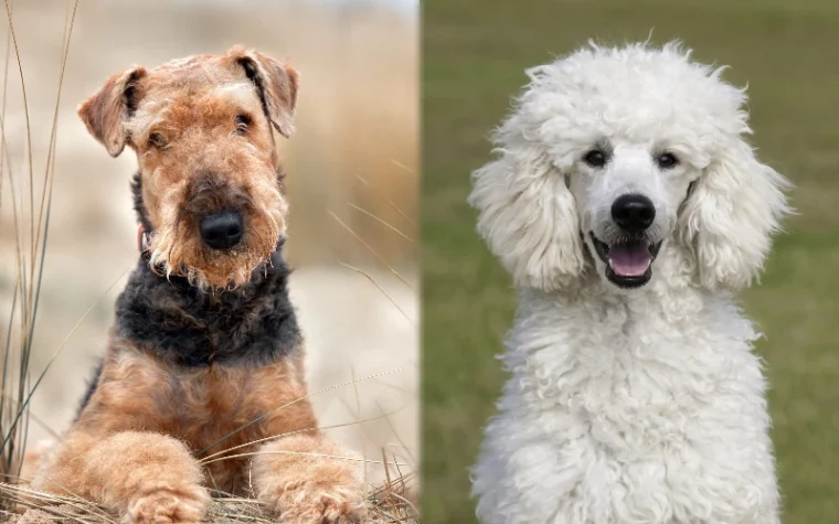 Parent breeds of the Airedoodle (Airedale Terrier Poodle Mix)