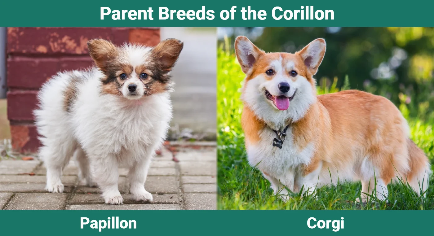 Parent breeds of the Corillon