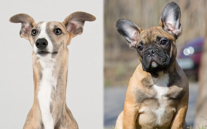 Parent breeds of the French Whip (Whippet French Bulldog Mix)