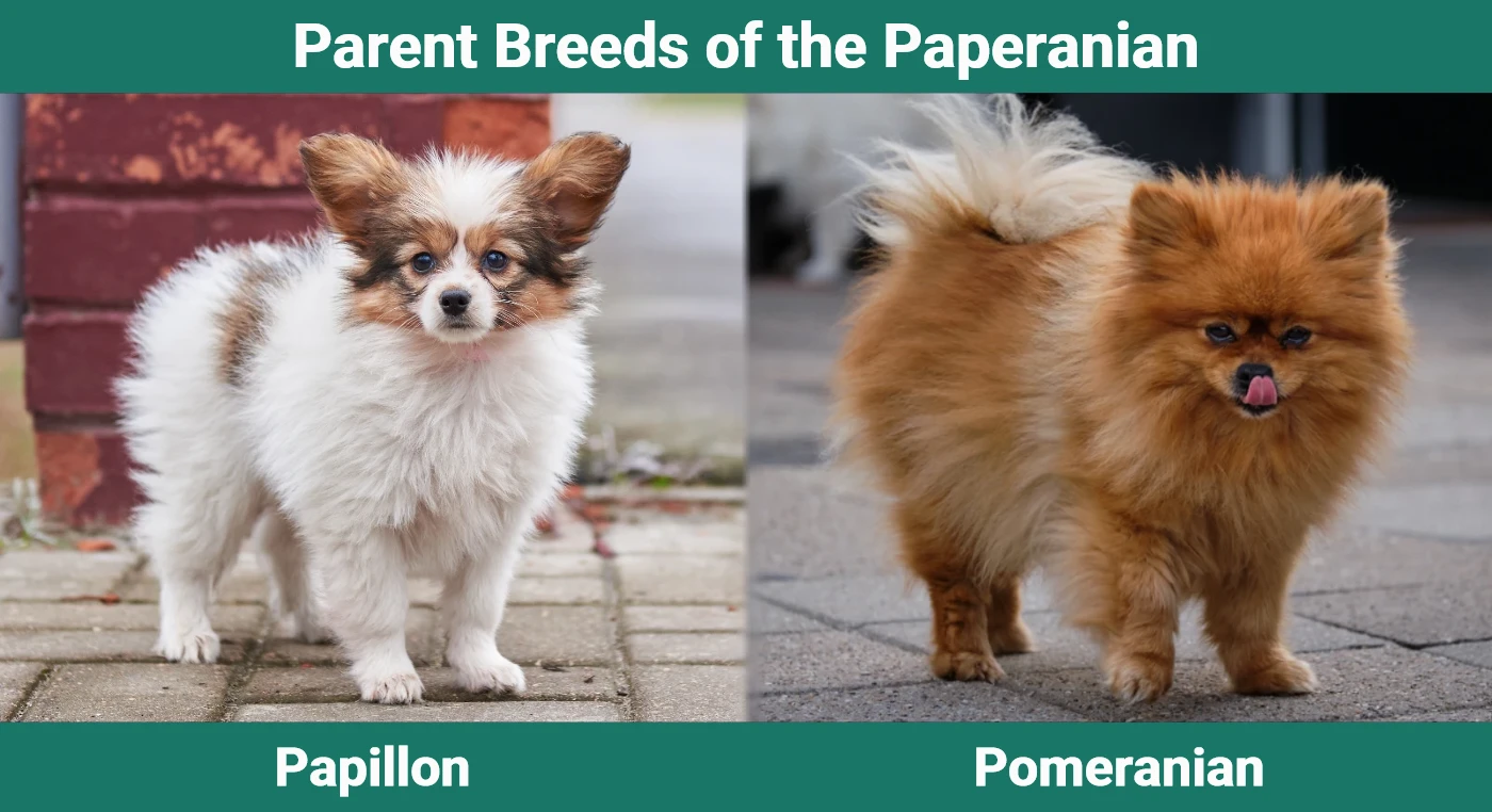 Parent breeds of the Paperanian
