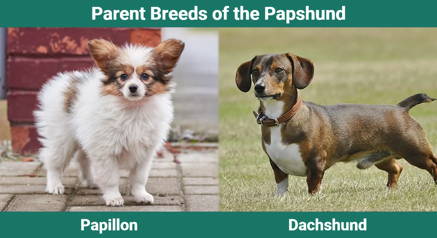 Parent breeds of the Papshund