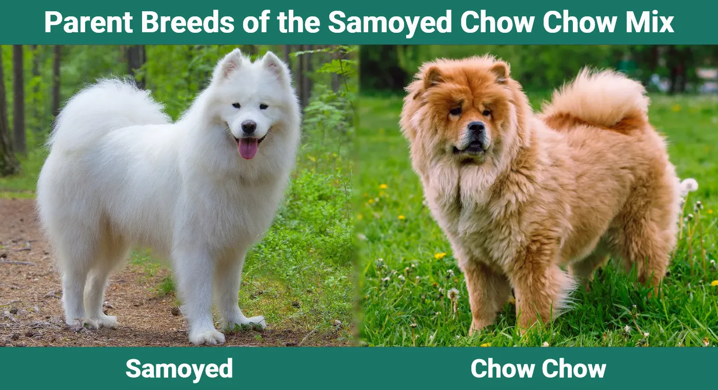Parent breeds of the Samoyed Chow Chow Mix