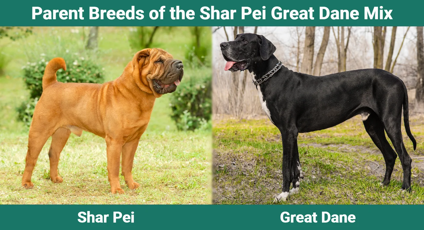 Parent breeds of the Shar Pei Great Dane Mix