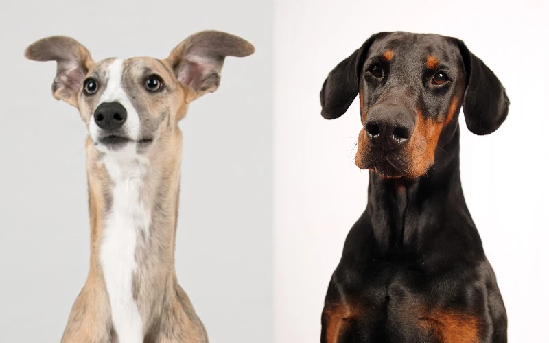 Parent breeds of the Whipperman (Whippet Doberman Mix)