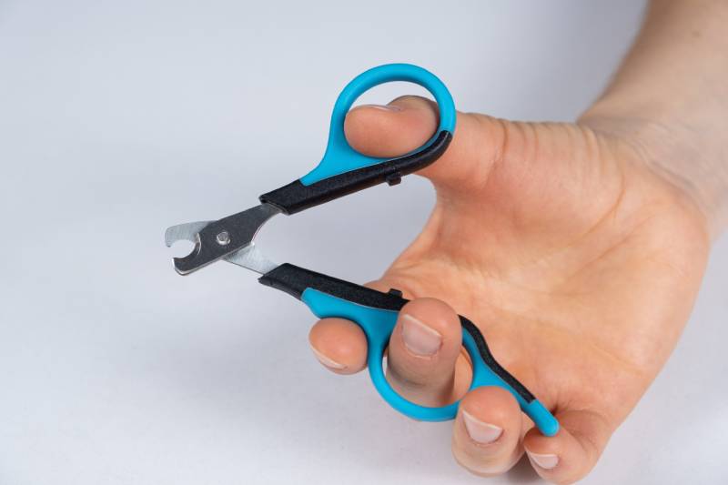Pet nail clippers in human hands