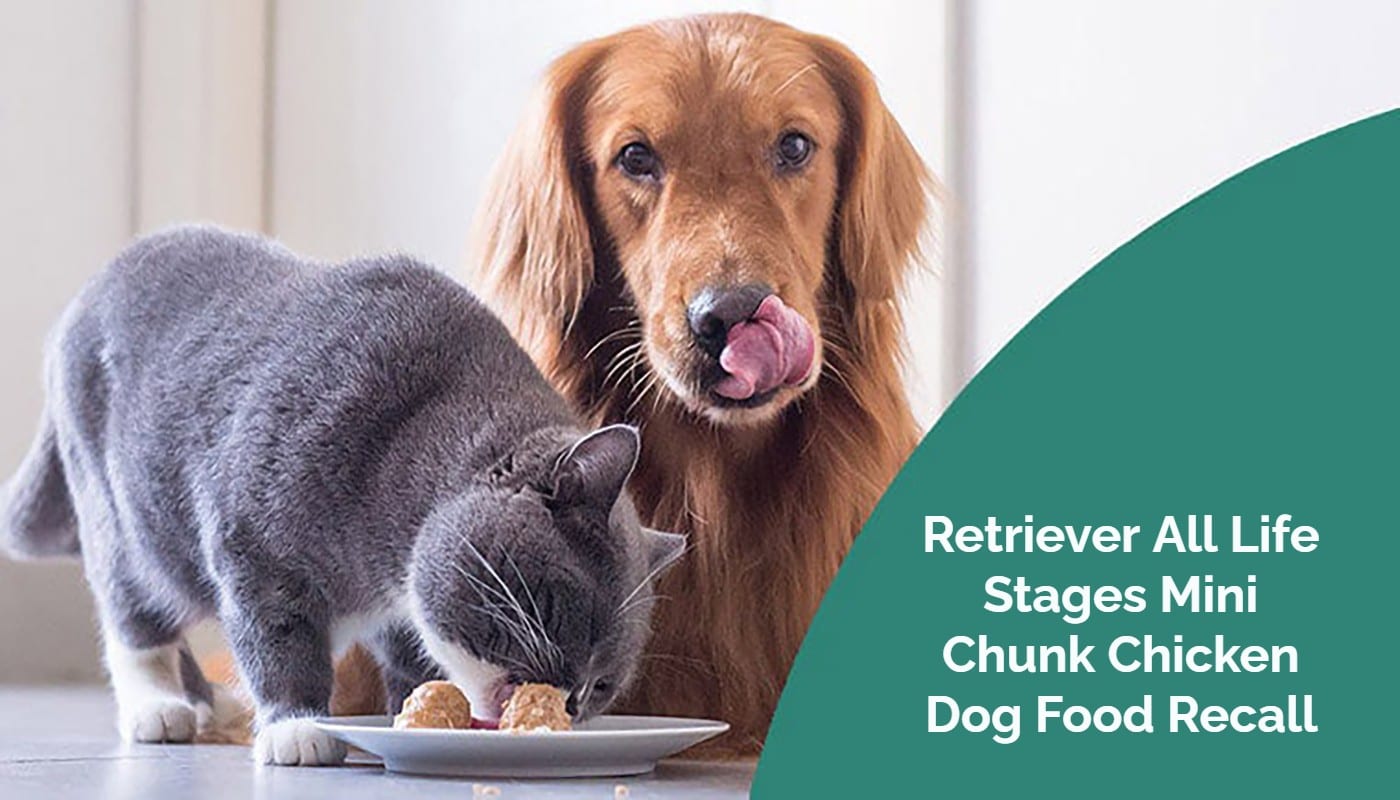 Retriever dog food recall