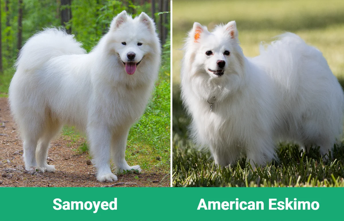 Samoyed vs American Eskimo - Visual Differences