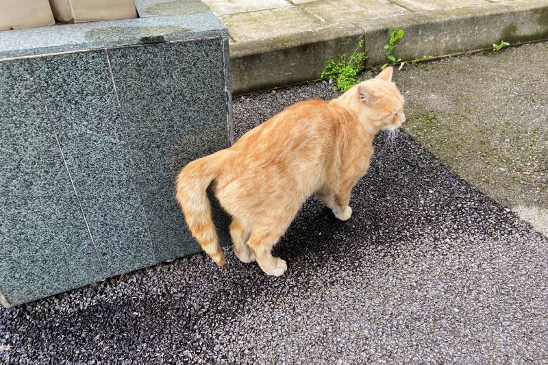 Stray ginger cat with a broken fractured tail