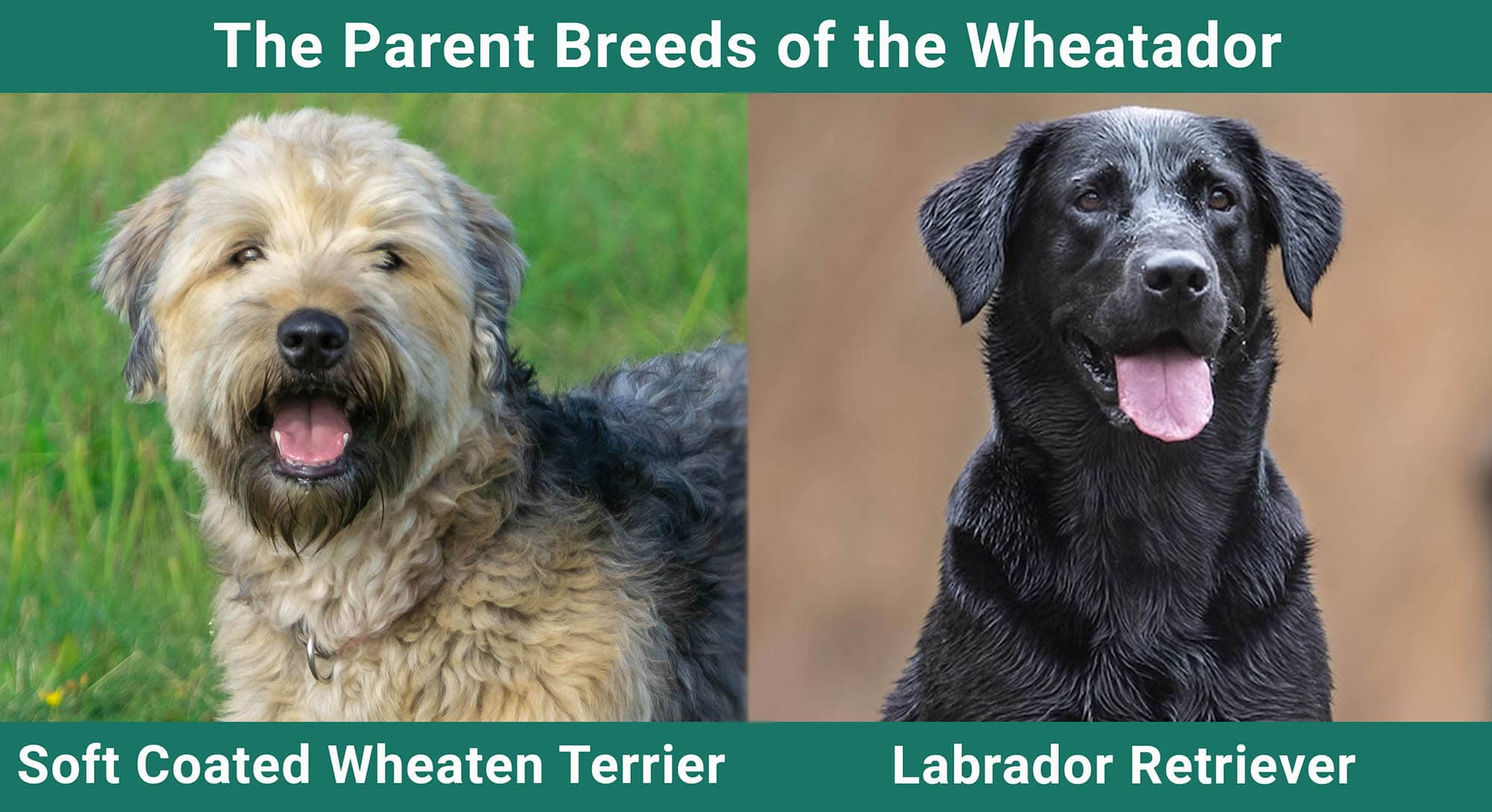 The Parent Breeds of the Wheatador