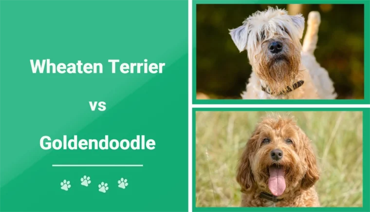 Wheaten Terrier vs Goldendoodle - Featured Image